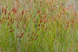 Image result for Restionaceae