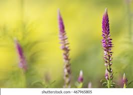 Image result for Hermbstaedtia