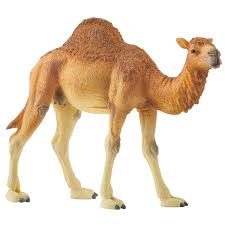 When people think of australian animals they usually do not think of camels. Buy Schleich Dromedary Camel 14832