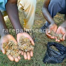 Image result for Colophospermum