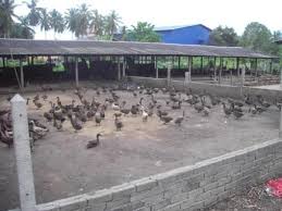 Abang teloq grade a telur harga. Panduan Ternakan Itik Teratak Maya Tempatku Lepak