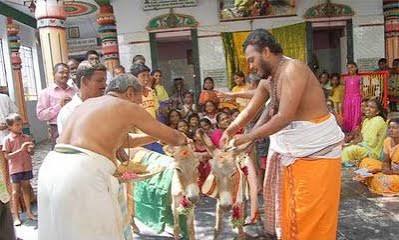 கழுதைக்குக் கல்யாணம்!? – தாரகை