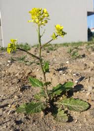 Image result for Sinapis arvensis