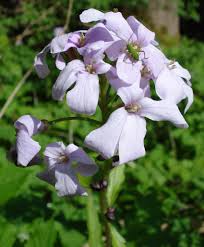 Image result for Cardamine obliqua