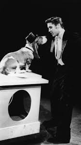 American Black And White Hound Dog Elvis Presley Serenades A Basset Hound In A Top Hat With The Song Hound Dog On The Set Of The Steve Allen Show Ju In 2020 Basset Hound Dog Hound Dog