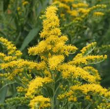 But helianthus is a large genus of flowers that can be perennial and bloom toward the end of the season. 20 Best Perennial Flowers Easy Perennial Plants To Grow