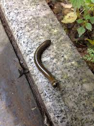 Mar 29, 2020 · use essential oils, boric acid, diatomaceous earth, essential oils, herbs, or plants that repel millipedes. How To Get Rid Of Millipedes 6 Natural Ways Farm Food Family