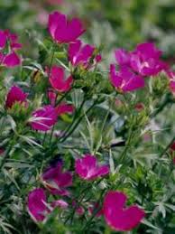 Image result for Hirpicium gracile