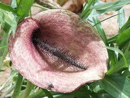 Image result for Araceae