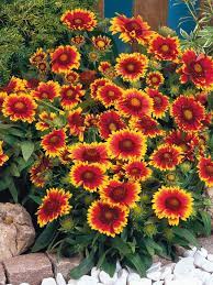 Gaillardia Arizona Sun Bluestone Perennials Perennial Plants Flower Garden Plants Flowers Perennials