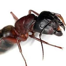 If carpenter ants nest inside a home, it is not atypical to find more colonies nearby. A Guide To Carpenter Ants Batzner Pest Control