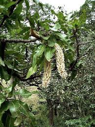 Image result for Faurea rochetiana