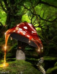 Sweet Honey Mushroom Art Honey Art Cool Photoshop