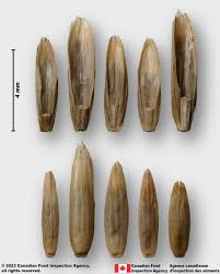 Image result for Lolium