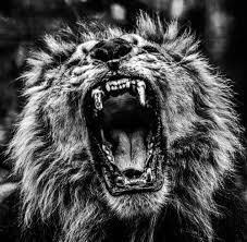 Into The Lion Mouth Photo Et Tableau Editions Limitees Achat Vente Photographie De Lion Photos De Lion Photo Noir Et Blanc