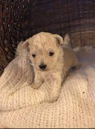 Litter Of 3 Maltese Puppies For Sale In Fairfax Va Adn-43731 On Puppyfindercom Gender Female Age 3 Week Maltese Puppies For Sale Puppies For Sale Puppies