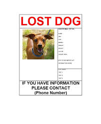 It gets even worse if they happen to come across another playful animal what happens when i find my pet? 40 Lost Pet Flyers Missing Cat Dog Poster Templatearchive