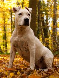 Amerikan Staffordshire Teriyeri Vikipedi