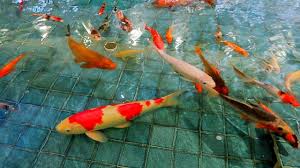 Tidak heran jika banyak orang yang lebih memilih ukuran kolam yang kecil dibandingkan dengan ukuran yang besar. Ikan Koi Besar Hana Kasih Makan Ikan Koi Di Kolam Main Ikan Hias Youtube