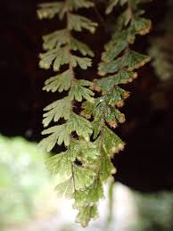 Image result for Hymenophyllum capillare