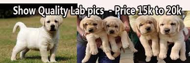 We did not find results for: Labrador Retreiver Puppy For Sale Bangalorepups