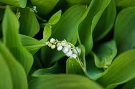 Maybe you would like to learn more about one of these? Amazing Meaning And Symbolism Of Lily Of The Valley Flower Florgeous