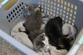 The ames animal shelter provides pet adoption services to the residents in the city of ames, iowa and surrounding communities. After Near Death Experience 4 Kittens Left In Boone Get New Lease On Life News Nevada Journal Ames Ia