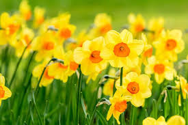 Yellow Spring Flowers Of Narcissus Daffodils On Sunshine Meadow With Bright Backlit Sunbeams Sun Rays Descrip Daffodil Flower Narcissus Flower Flower Meanings