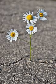 Nothing Says Hope Quite Like Flowers Growing Through The Cracks In Concrete Flowers Growing Flowers Trendy Plants