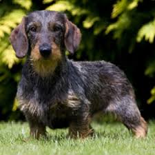 Many of these problems are health concerns other dachshunds face too. Miniature Wirehaired Dachshund Facts Wisdom Panel Dog Breeds