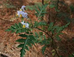 Image result for Solanum sisymbriifolium