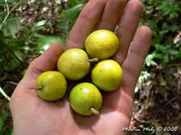 Image result for Chrysophyllum