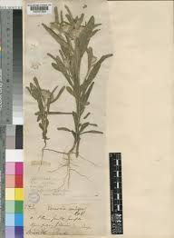 Image result for Vernonia mutimushii