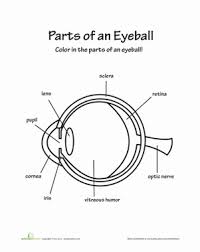 Check spelling or type a new query. Parts Of An Eye Worksheet Education Com Parts Of An Eye Human Eye Diagram Parts Of The Eye
