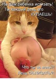 Что I за мать?! ЛЖ ОБЛИЗАТЬ?! / купание :: забота :: ребенок :: живность ::  котэ (прикольные картинки с кошками) / смешные картинки и другие приколы:  комиксы, гиф анимация, видео, лучший интеллектуальный юмор.