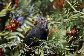 We did not find results for: Where Have All Your Blackbirds Gone Birding247 Co Uk