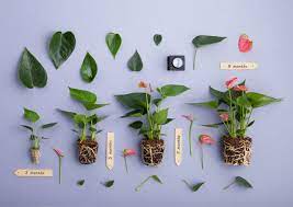 Potting mix for anthuriums & philodendrons. Young Plants Anthura