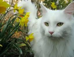 LIFE SPAN OF Pixie-Bob