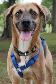 Black And Tan Coonhound For Sale In Texas Pictures Of Ava A Beagle For Adoption In Santa Fe Tx Who Needs A Loving Home Beagle Dog Dog Adoption Pets