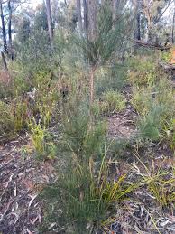 Image result for Casuarina littoralis