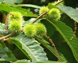 Image result for Necepsia castaneifolia