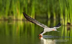 50 Wildlife Wallpaper Desktop On Wallpapersafari Himalayas, mountains, landscape, nature, hd, 4k. 50 wildlife wallpaper desktop on wallpapersafari