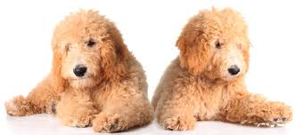 Her name in penny and our 3 kids love her. Best Goldendoodle Breeders In Minnesota