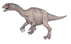 Image result for Lessertia falciformis