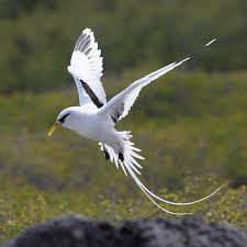 Black Bird With White Tail Feathers White Tailed Tropicbird World Birds Sea Birds Photo