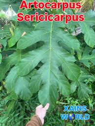 Image result for Rogiera cordata