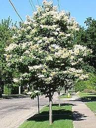 Cool Trees Mark Webber S Garden Talk Blog Lilac Tree Japanese Lilac Tree Japanese Tree