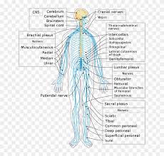 Start studying the nervous system. Nervous System Diagram En Nervios Del Sistema Nervioso Periferico Hd Png Download 541x601 4537712 Pngfind