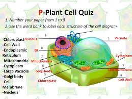 Give it a go and try not to cheat. 31 Cell Structure Label Quiz Label Design Ideas 2020