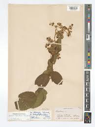 Image result for Rubus steudneri